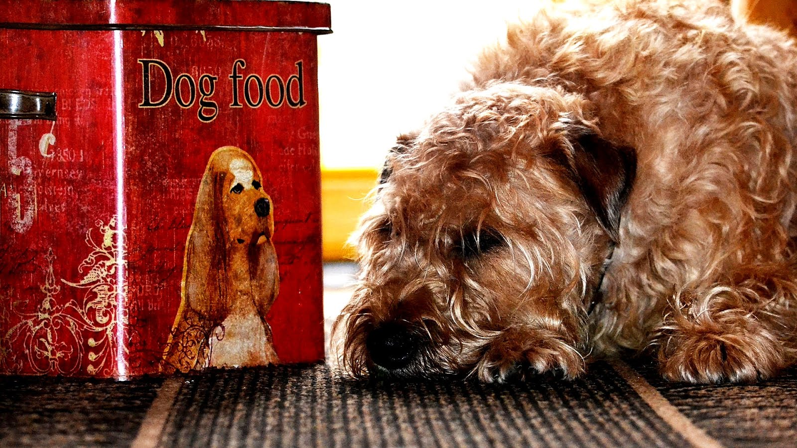 Vasectomy Dog Vasectomy Cost Dog Choices