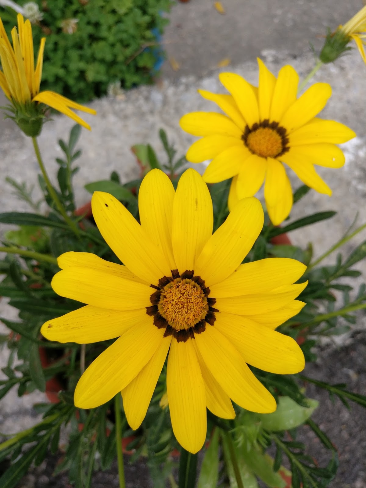 Common Flowers Found in Nepal