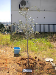 Plantamos nuestro árbol, promoción 2.003-2012