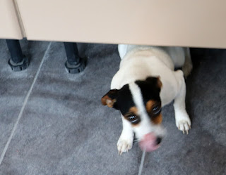 Louise exploring underneath the kitchen island Louise exploring underneath the kitchen island