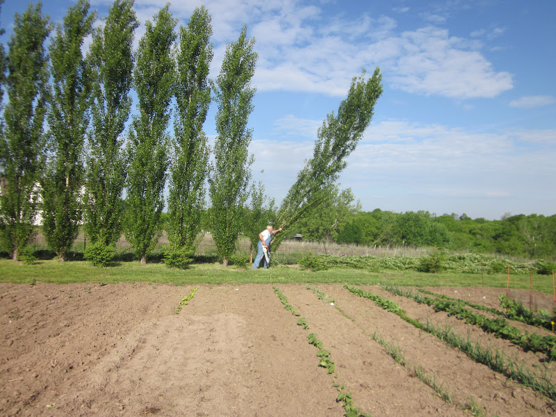 JUST ME Cutting down the poplar trees