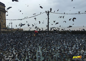 Pigeons feeding at the Gateway of India