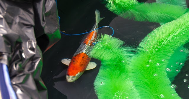cuttlebrook koi fry