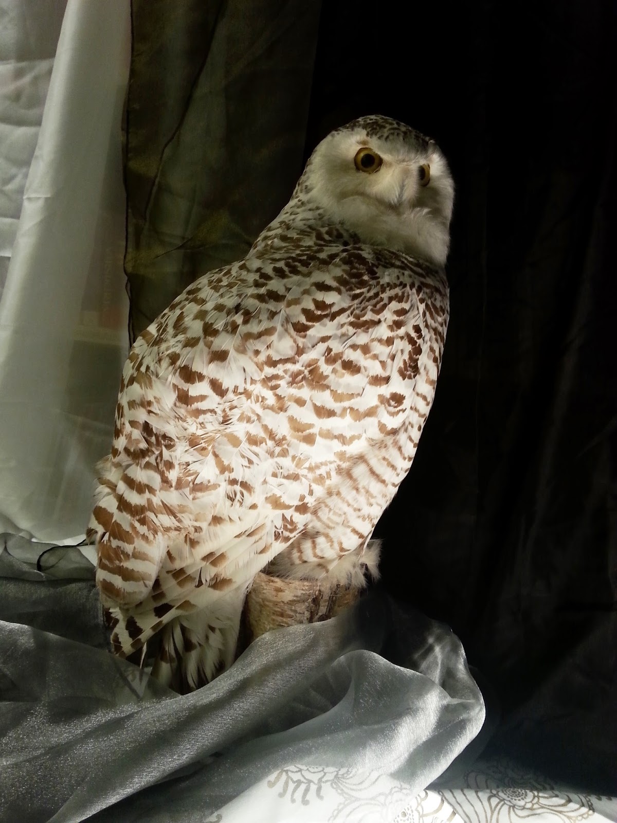 Dave barbaari Pornic