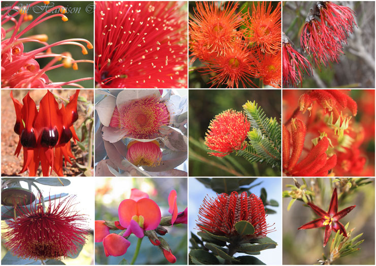 Life Images by Jill Western Australia's amazing wildflowers