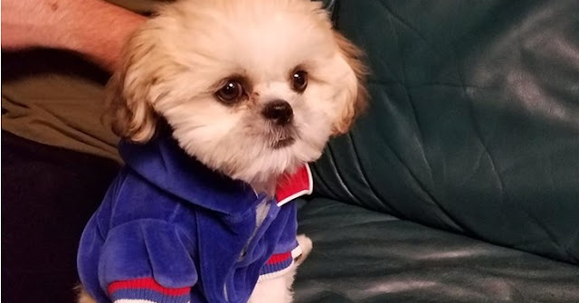 4 erros que você não deve cometer com um filhote de shih tzu