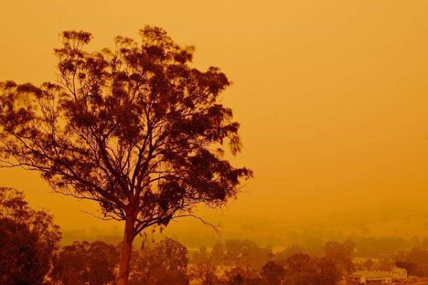 Australia vive la peor ola de calor de loa ultimos 50 años. Australia vive la peor ola de calor de loa ultimos 50 años.