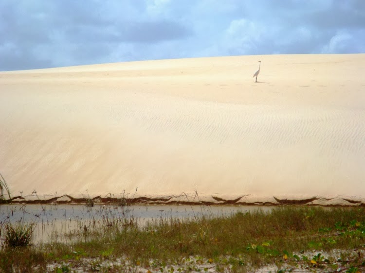 Resultado de imagem para duna dama branca cabo frio