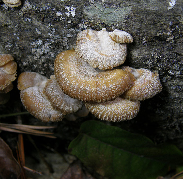 Anybody Seen My Focus? Panellus stipticus (Bitter Oyster)