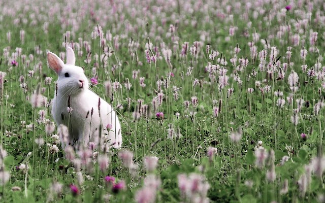 White rabbit with flowers and grass