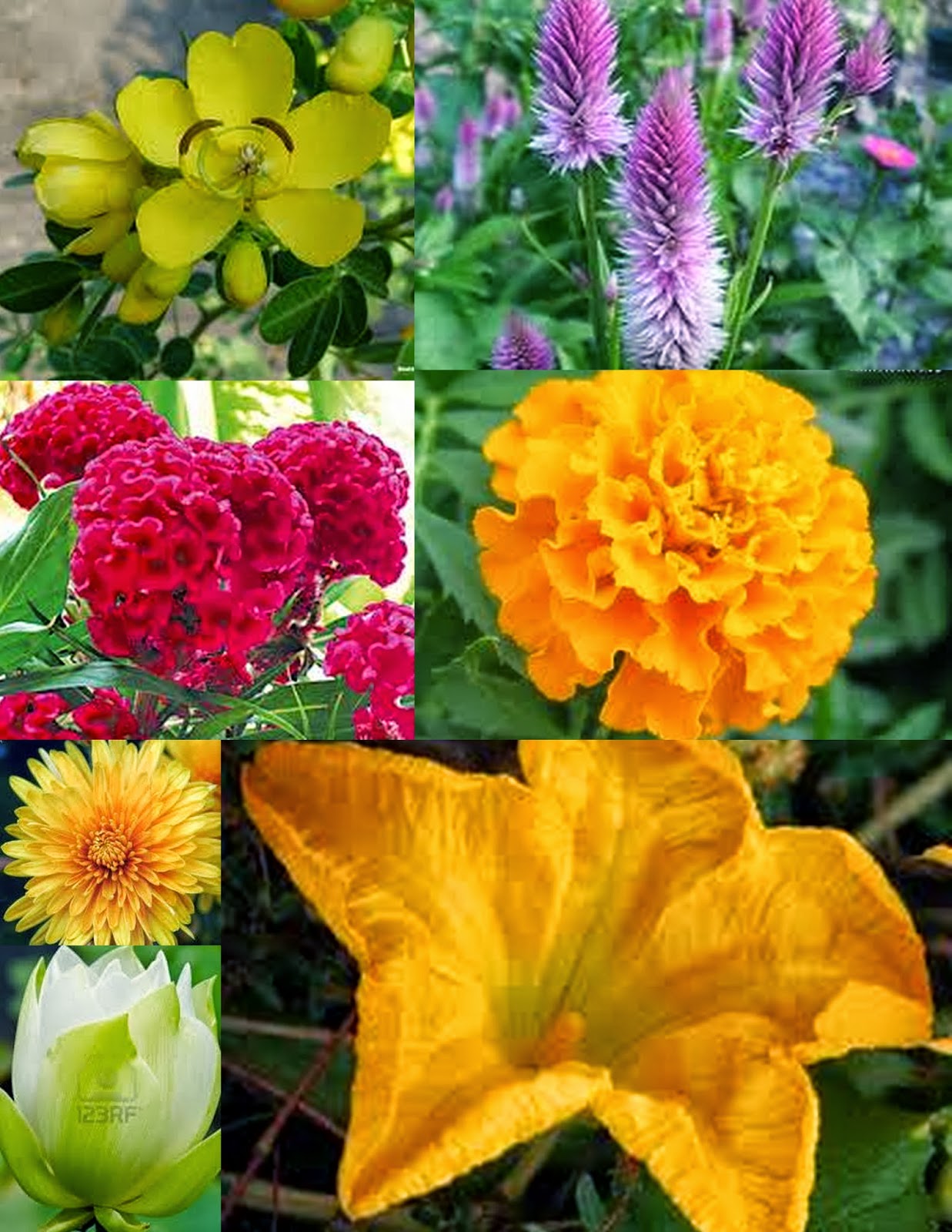 (L to R) Flowers used for making bathukamma, tangedu (cassia), gunugu