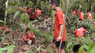 Tree Plantation-composition