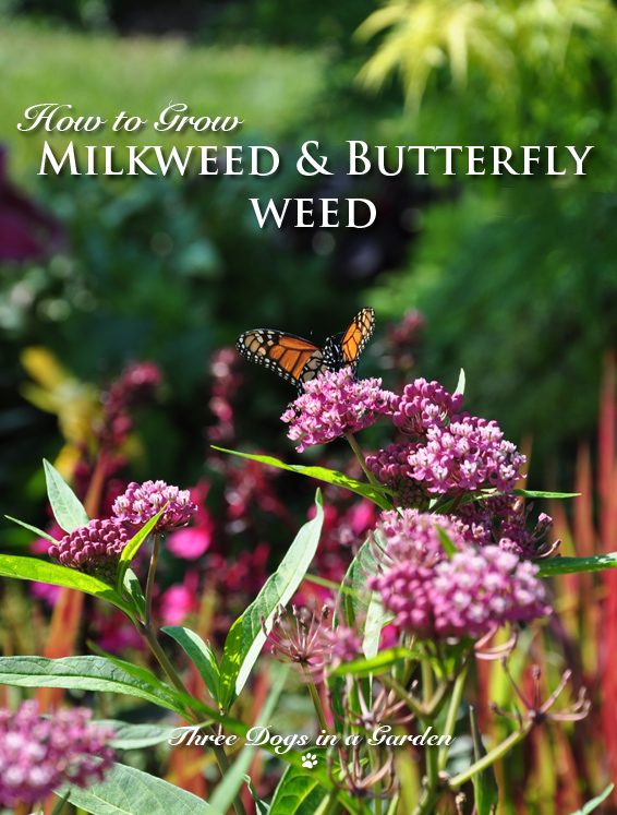Are Milkweed Plants Poisonous To Dogs And Cats