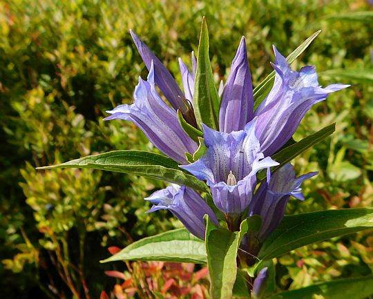 Goryczka trojeściowa (Gentiana asclepiadea L.). Goryczka trojeściowa (Gentiana asclepiadea L.).
