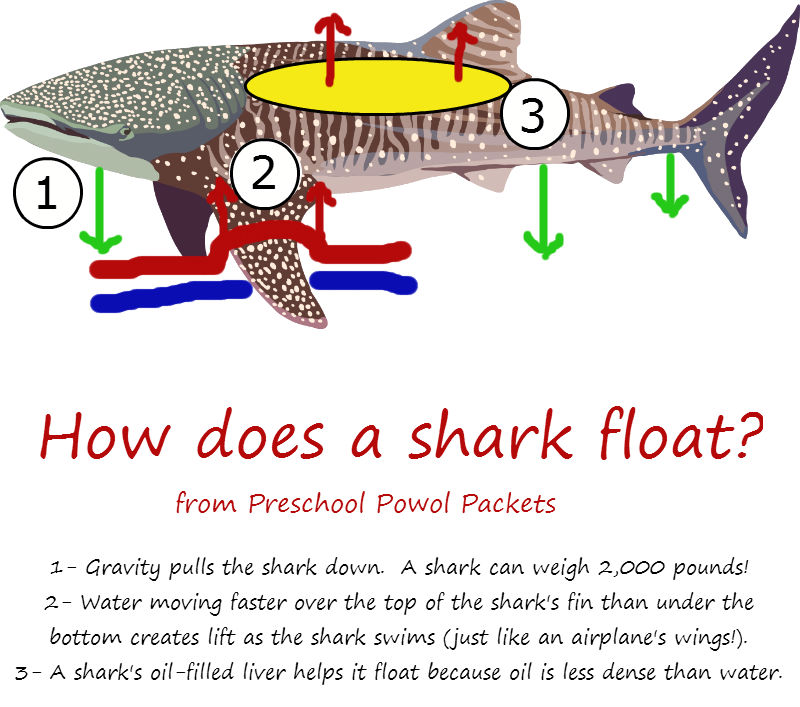 How Sharks Float Science Experiment: Part 1 (of 2) | Preschool Powol