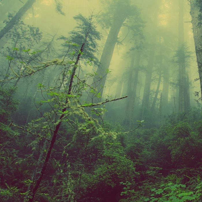 Rain Forest Wallpaper Engine | Download Wallpaper Engine ...