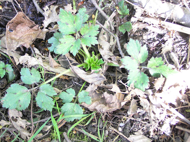 buttercup poisonous plants