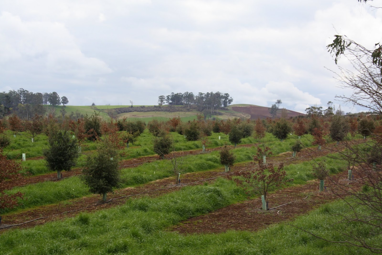 Suburban Jubilee Truffle Farm