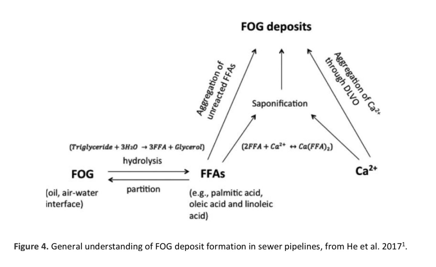 FOG deposit formation in sewer pipelines