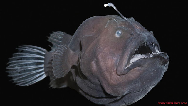 Anglerfish adalah Jenis Ikan Laut Dalam Paling Menyeramkan, Predator Dan Unik