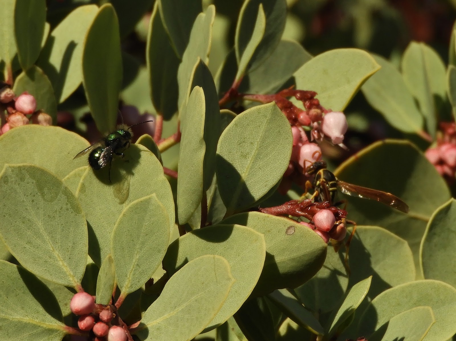 Bees And Other Pollinators Love These Flowering Plants Resilience