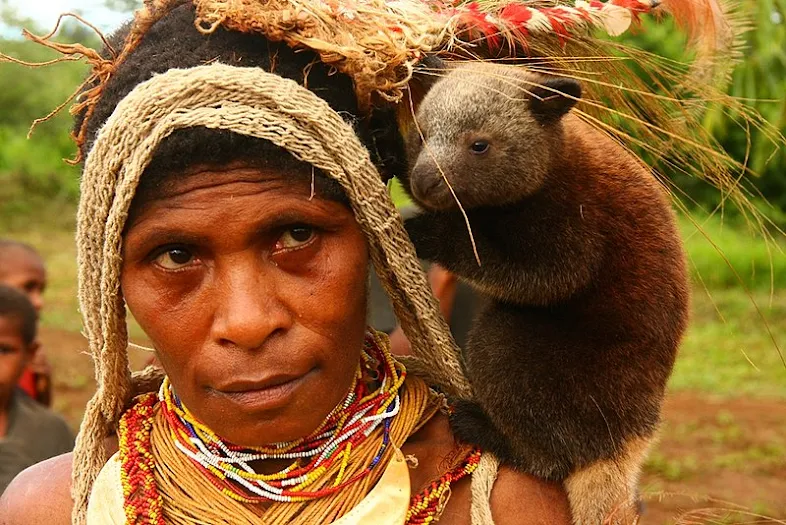 Bayi kangguru pohon