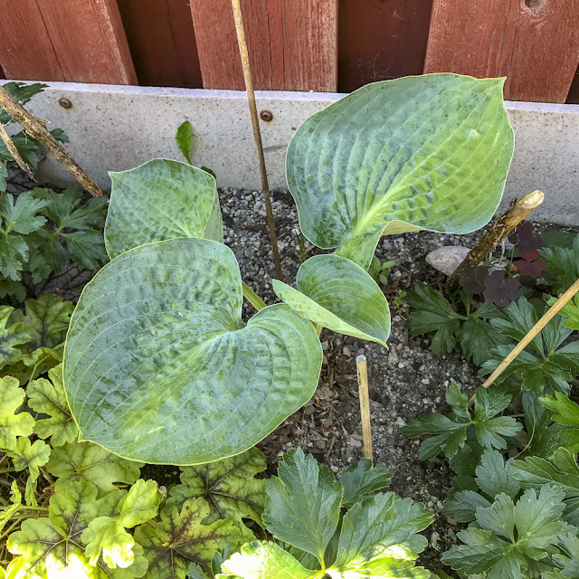 hosta, bigdaddy hosta, bigdaddy