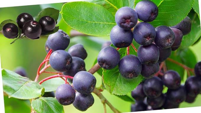 Acai berry Fruit  Info