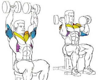 Los mejores ejercicios para ganar masa muscular según la ciencia Los mejores ejercicios para ganar masa muscular según la ciencia