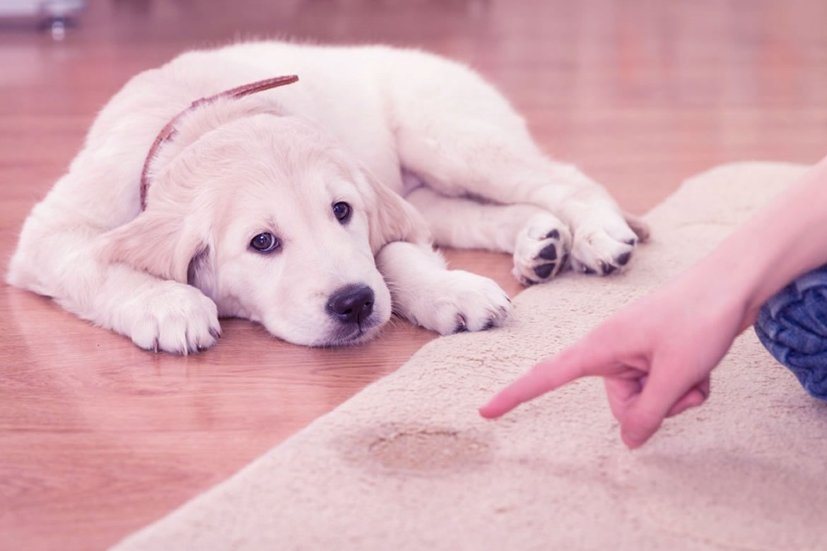 köpeklerin tuvalet eğitimi