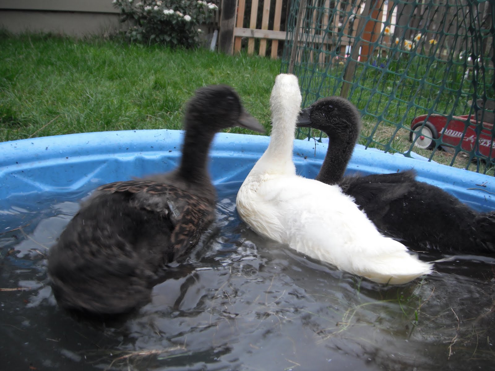 neilwaukee: duck, duck, squeaks
