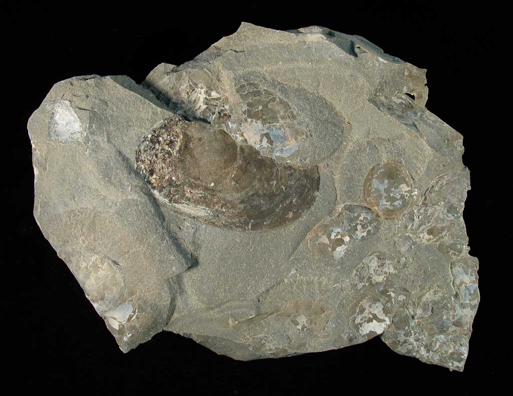 Louisville Fossils and Beyond Carbonaceous Filmed Pelecypod Fossil