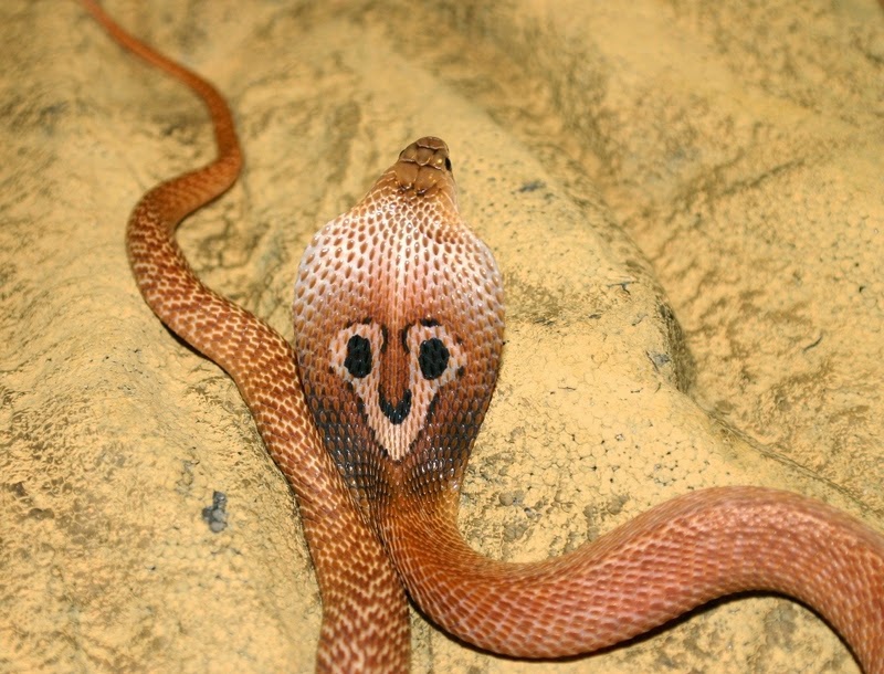 Змеи живут в индии. Индийская Кобра (Naja Naja). Резиновая очковая Кобра. Очковая метка у кобры. Кобра самец и самка.
