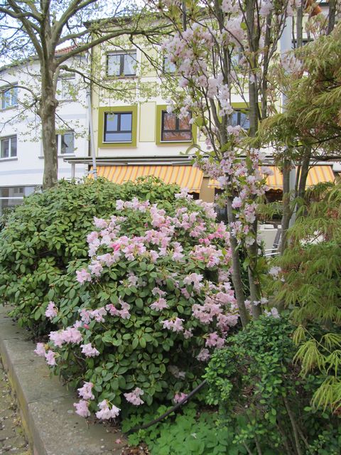 Frühlingsgruß (Rhododendron)