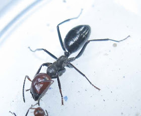 major worker of Camponotus saundersi