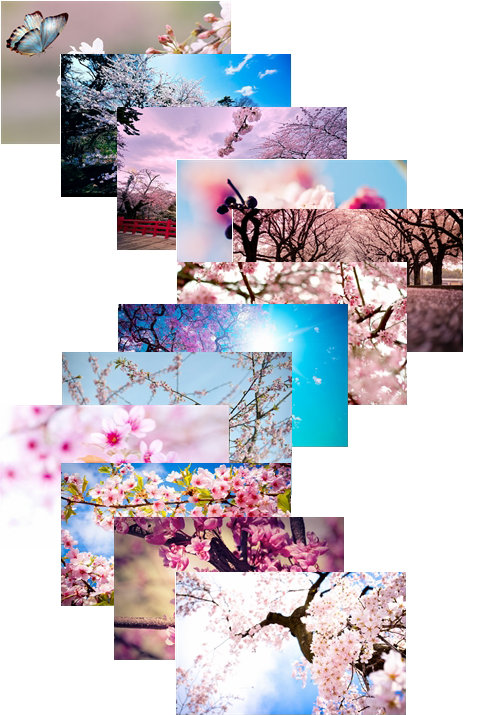 Sakura Flowers Theme For Windows 7 And 8 | Ouo Themes