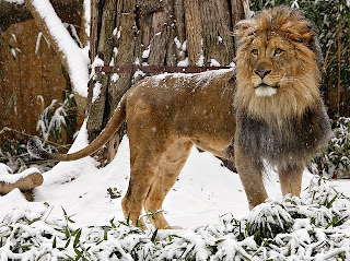 Photograph of a lion in the snow
