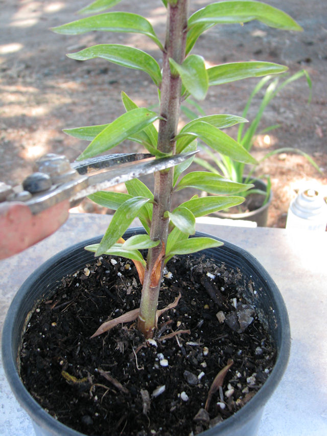 Lilyflowerstore/Parry's Tree Farm Garden Blog Cutting the Stem of Lilies