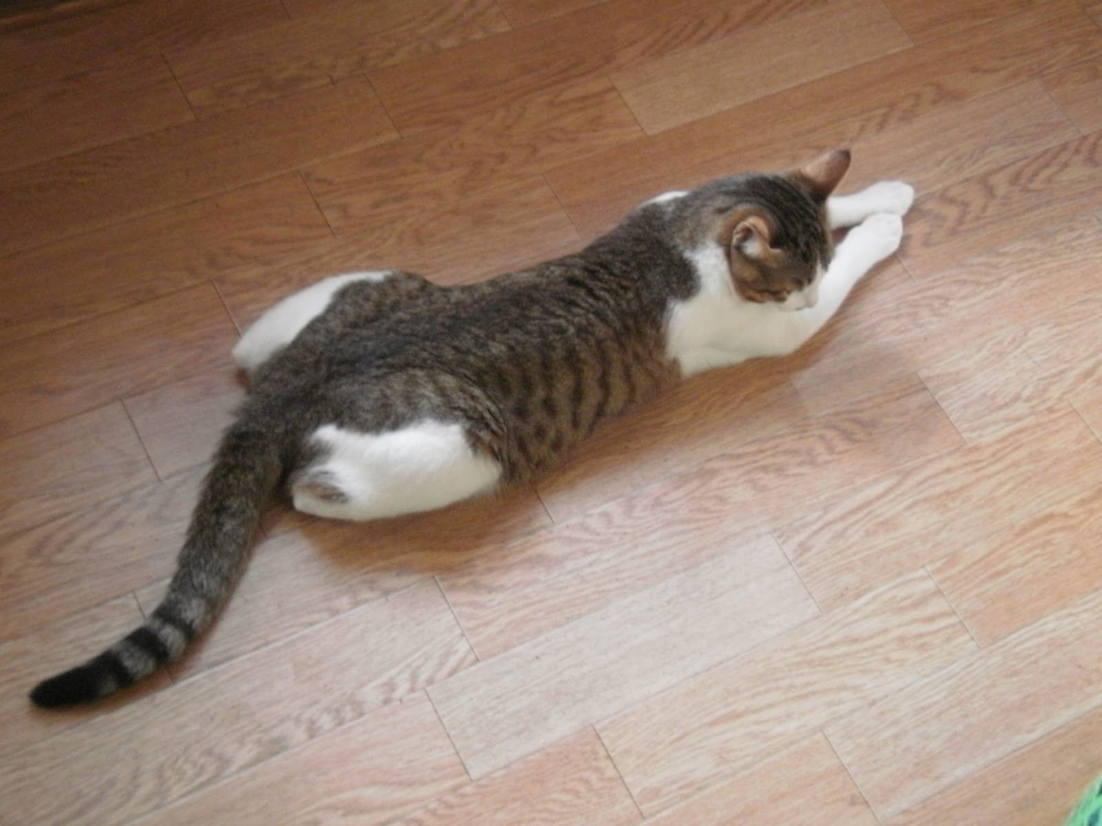 猫の夏対策
