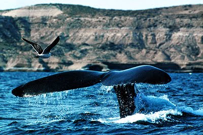 Whale Watching in Península Valdés - Puerto Pirámides y Puerto Madryn