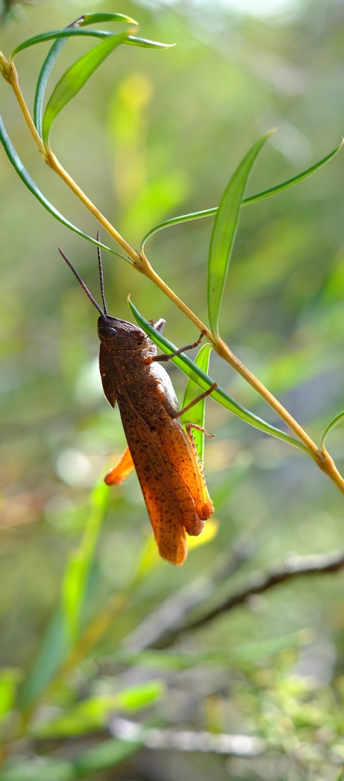 A grasshopper on a gum leaf.