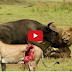 Animal World - Terror attack Lion Forest Buffalo