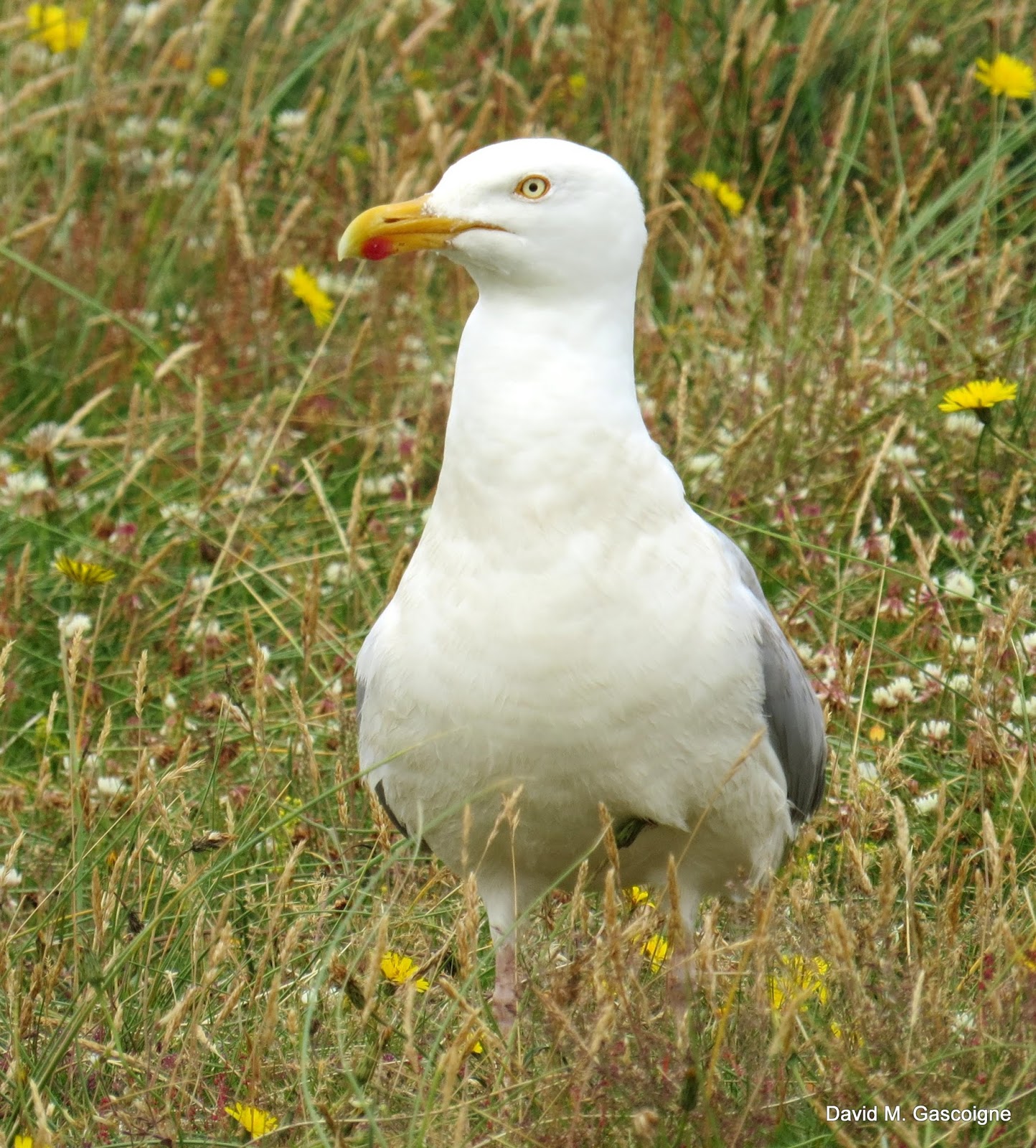 Yellowlegged Gull (Goéland leucophée) at Findhorn, Scotland Travels