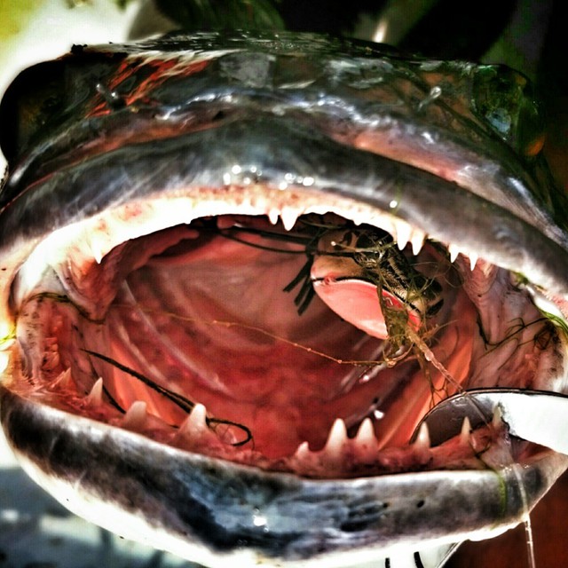 Giant Snakehead on a buzzbait from Malaysia. : r/Fishing