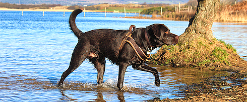 Labrador im Wasser