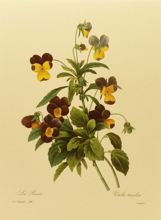Vintage & Today Herbarium of the century > Viola tricolor