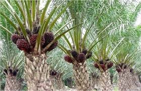 www.agenpupuksupernasa.com jual pupuk nasa di aceh