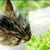 Trending!!! Pets owners want to turn their carnivore friend vegan