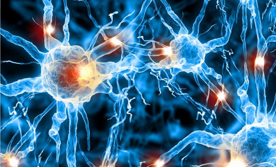 REGENERAÇÃO CEREBRAL: POR QUE É REAL E COMO FAZÊ-LO REGENERAÇÃO CEREBRAL: POR QUE É REAL E COMO FAZÊ-LO