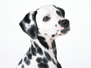 Dalmatian name origin Dalmatian name origin